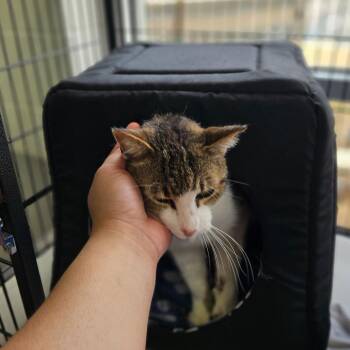 Domestic Short Hair Cats Available for Adoption in Montgomery, Alabama - Dinah | PetCurious