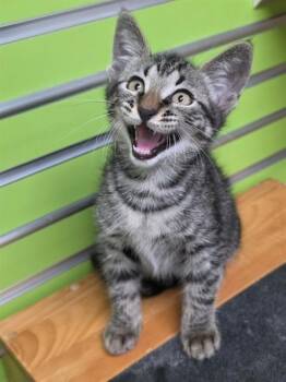 CURTIS -  Domestic Short Hair Cat for Adoption in St. Peters, Missouri - CURTIS | PetCurious