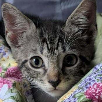 Skittles 1 -  Domestic Short Hair Cat for Adoption in Cumming, Georgia - Skittles 1 | PetCurious