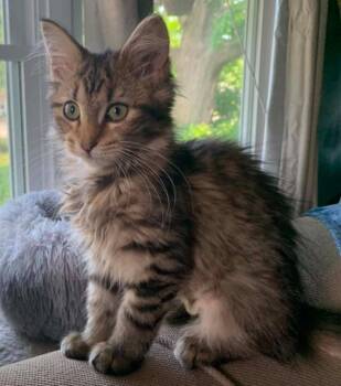 Valkrie -  Domestic Medium Hair Cat for Adoption in Battle Creek, Michigan - Valkrie | PetCurious