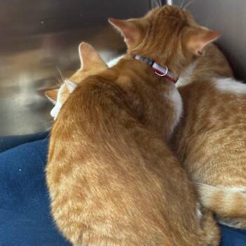 Tango -  Domestic Short Hair Cat for Adoption in Blairsville, Georgia - Tango | PetCurious