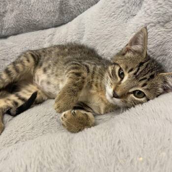 Rescue Domestic Short Hair Cats for Adoption in North Arlington, New Jersey - Nitro | PetCurious