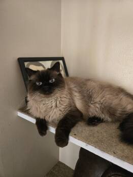 Siamese and Himalayan Cats Available for Adoption in Walled Lake, Michigan - Honeybee( MUST BE ADOPTED WITH HENDRIX) | PetCurious