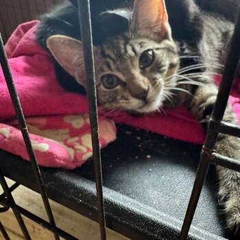 Rhubarb (COH-A-67179) -  Domestic Short Hair Cat for Adoption in Volcano, Hawaii - Rhubarb (COH-A-67179) | PetCurious