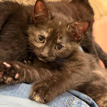 Black Eyed Susan -  Domestic Short Hair Cat for Adoption in Gloucester, Virginia - Black Eyed Susan | PetCurious
