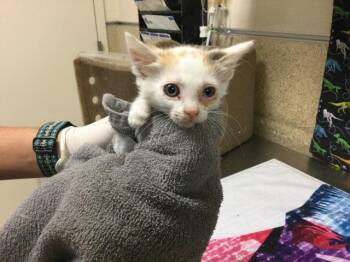 CACTUS -  Domestic Short Hair Cat for Adoption in Riverside, California - CACTUS | PetCurious