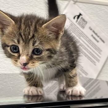 Salsa Verde -  Domestic Short Hair Cat for Adoption in Philadelphia, Pennsylvania - Salsa Verde | PetCurious