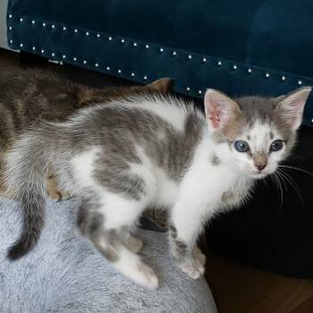 Rescue American Shorthair Cats for Adoption in Mount Vernon, Arkansas - Janet | PetCurious