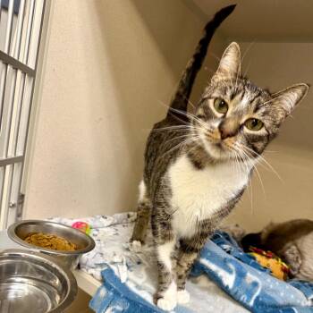 Fry -  Domestic Short Hair Cat for Adoption in Great Falls, Montana - Fry | PetCurious