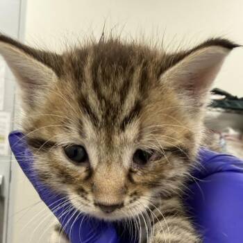 Chairman -  Domestic Short Hair Cat for Adoption in Las Cruces, New Mexico - Chairman | PetCurious