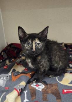 Luce -  Domestic Short Hair Cat for Adoption in Bellevue, Washington - Luce | PetCurious