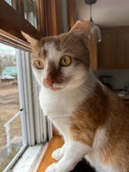 Howie -  Domestic Short Hair Cat Available for Adoption in Pawtucket, Rhode Island - Howie | PetCurious