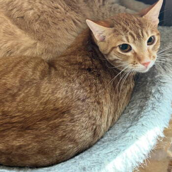 Rescue Tabby and Domestic Short Hair Cats for Adoption - Nemo | PetCurious