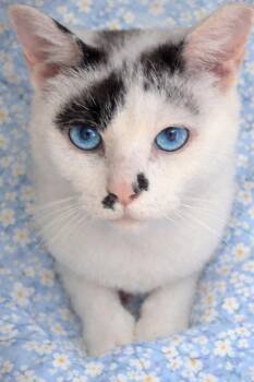 Siamese Cats Available for Adoption in Indian Trail, North Carolina - Luna & Willow | PetCurious