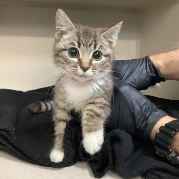 Domestic Medium Hair Cats Available for Adoption in Lakeland, Florida - Coco | PetCurious