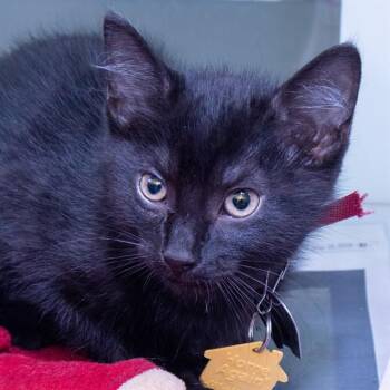 SHADE -  Domestic Short Hair Cat for Adoption in St. Louis, Missouri - SHADE | PetCurious