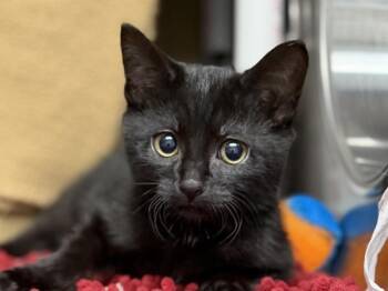 Robin -  Domestic Short Hair Cat for Adoption in Portland, Oregon - Robin | PetCurious