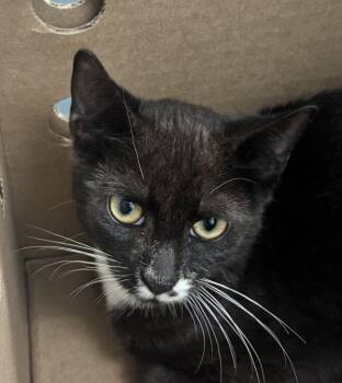 Highland -  Domestic Short Hair Cat for Adoption - Highland | PetCurious