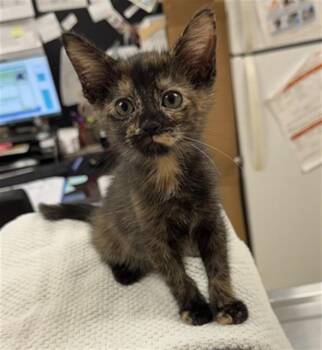 MEADOW -  Domestic Short Hair Cat for Adoption in Aliquippa, Pennsylvania - MEADOW | PetCurious
