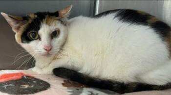 Domestic Short Hair Cats Available for Adoption in Fort Worth, Texas - Evelyn | PetCurious