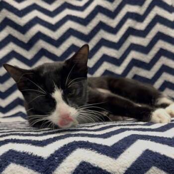 Domestic Short Hair Cats Available for Adoption in Janesville, Wisconsin - Oaklee | PetCurious