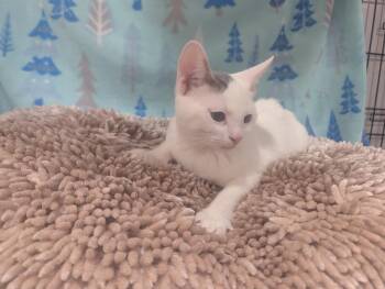 Rescue Domestic Short Hair Cats for Adoption in Medford Lakes, New Jersey - Birch | PetCurious