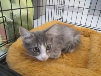 A387317 -  Domestic Long Hair Cat for Adoption in Ocala, Florida - A387317 | PetCurious