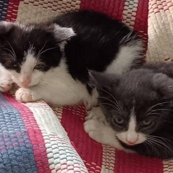 Mani & Reni -  American Shorthair Cat for Adoption in Union City, New Jersey - Mani & Reni | PetCurious