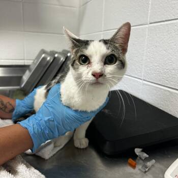 Theodore -  Domestic Short Hair Cat for Adoption in Spruce Pine, North Carolina - Theodore | PetCurious