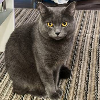 Sterling (Very shy. No dogs.) -  Russian Blue and Domestic Short Hair Cat for Adoption in Hanson, Massachusetts - Sterling (Very Shy. No Dogs.) | PetCurious