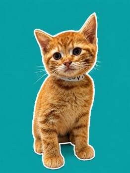 Domestic Medium Hair Cats Available for Adoption in Sarasota, Florida - CHEVY | PetCurious