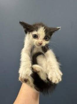GOBI -  Domestic Short Hair Cat for Adoption in Doral, Florida - GOBI | PetCurious