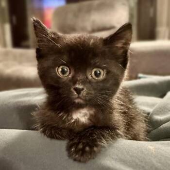 Rescue Domestic Short Hair Cats for Adoption in Chicago, Illinois - Buttons | PetCurious