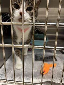 Domestic Short Hair Cats Available for Adoption in Grand Prairie, Texas - LUNA | PetCurious