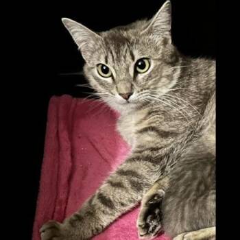 Pebbles -  Domestic Short Hair Cat for Adoption in Prescott, Arizona - Pebbles | PetCurious