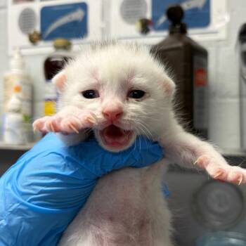 Buzz -  Domestic Short Hair Cat for Adoption in Summerville, South Carolina - Buzz | PetCurious