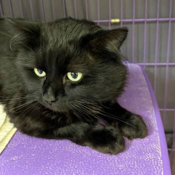Domestic Short Hair Cats Available for Adoption in Bedford, New Hampshire - Hot Pocket | PetCurious