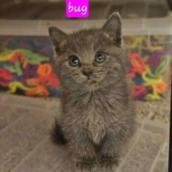 Domestic Long Hair Cats Available for Adoption in Fort Worth, Texas - Bug | PetCurious