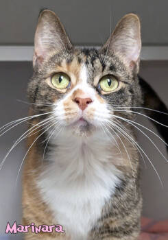 Rescue Domestic Short Hair Cats for Adoption in Mason, Michigan - Marinara | PetCurious