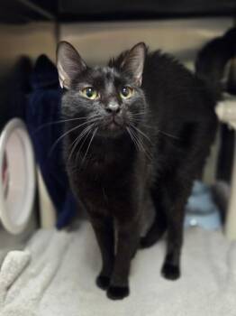 Beetle -  Domestic Short Hair Cat for Adoption in Westland, Michigan - Beetle | PetCurious