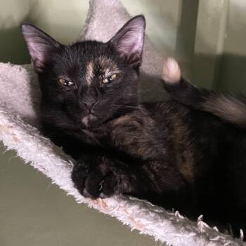 Kayli -  Domestic Short Hair Cat for Adoption in Denison, Texas - Kayli | PetCurious