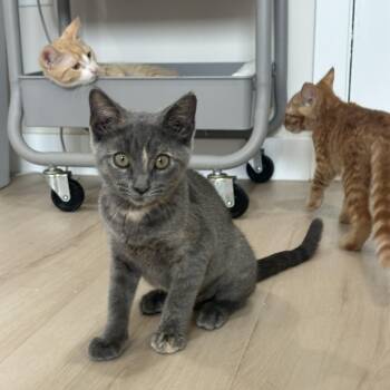 Tahini -  Domestic Short Hair Cat for Adoption in Lemoyne, Pennsylvania - Tahini | PetCurious