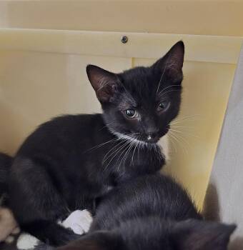 Domestic Short Hair Cats Available for Adoption in Ruskin, Florida - Parmesan | PetCurious