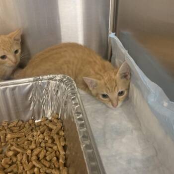 Philly -  Domestic Short Hair Cat for Adoption in West Palm Beach, Florida - Philly | PetCurious