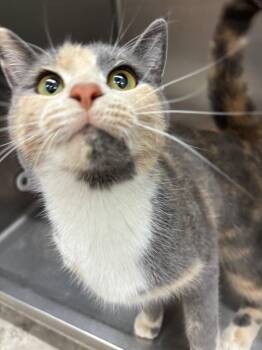 Domestic Short Hair Cats Available for Adoption in Medford, Wisconsin - Maple | PetCurious