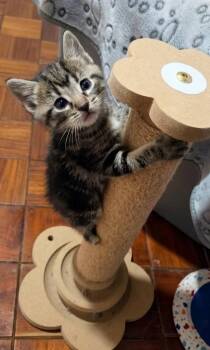 Ribbit -  Domestic Short Hair Cat Available for Adoption in Miami, Oklahoma - Ribbit | PetCurious