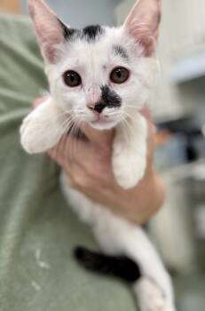 Rescue Domestic Medium Hair Cats for Adoption in Danielsville, Georgia - Zion | PetCurious