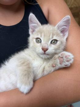 Kevin -  Domestic Short Hair Cat for Adoption in Hamilton, Ohio - Kevin | PetCurious