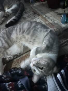 Rescue Domestic Short Hair and Tabby Cats for Adoption in Dallas, Texas - Lowan | PetCurious