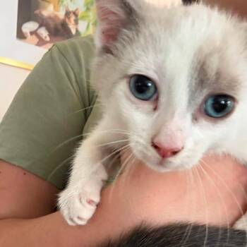 Dot -  Domestic Short Hair Cat for Adoption in Johnstown, Pennsylvania - Dot | PetCurious